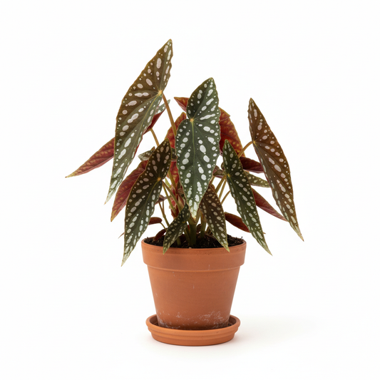 Begonia 'Maculata' 6-inch pot