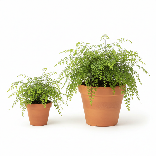 Maidenhair Fern size comparison