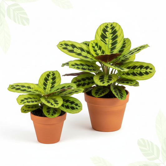 Maranta 'Lemon Lime' size comparison