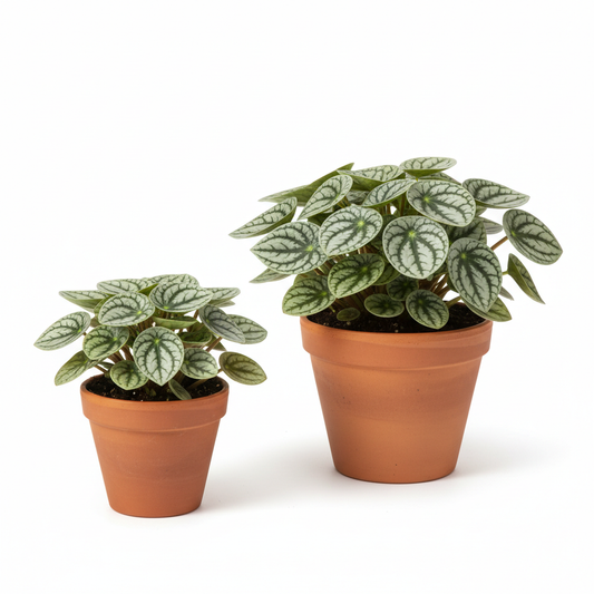 Peperomia 'Watermelon' size comparison