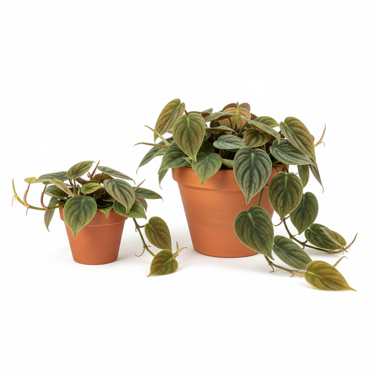 Philodendron 'Velvet' size comparison