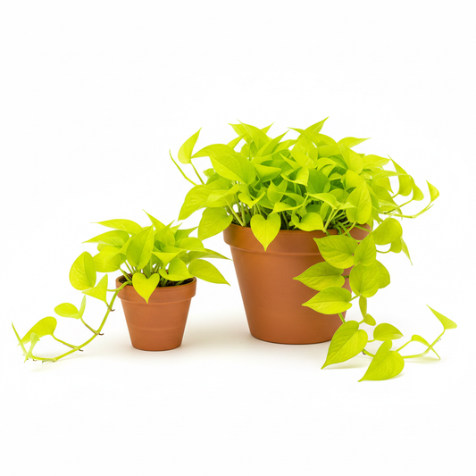 Pothos 'Neon' size comparison