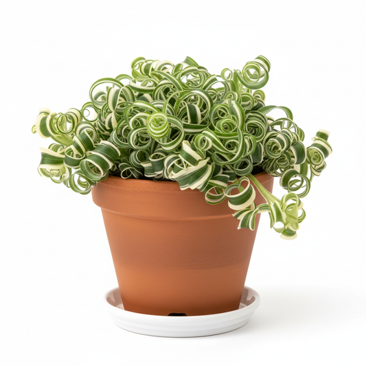 Spider Plant 'Bonnie' 4-inch pot