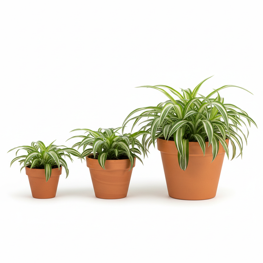 Spider Plant 'Reverse' size comparison