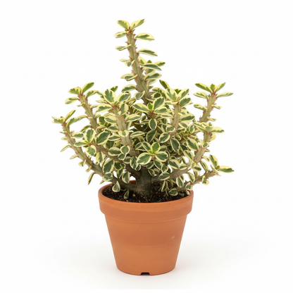Variegated Devil's Backbone Euphorbia 4-inch pot