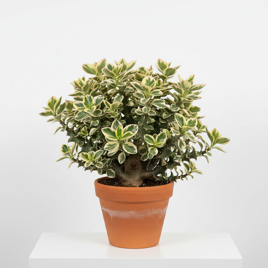 Variegated Devil's Backbone Euphorbia 6-inch pot