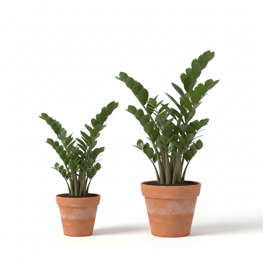 ZZ Plant size comparison